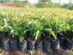 Hass Avocado seedlings Image